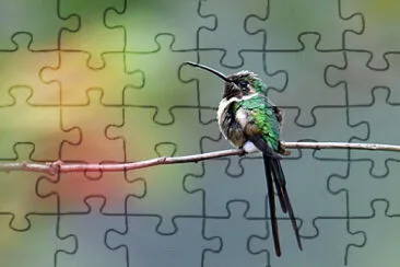 Forbicino sottile jigsaw puzzle