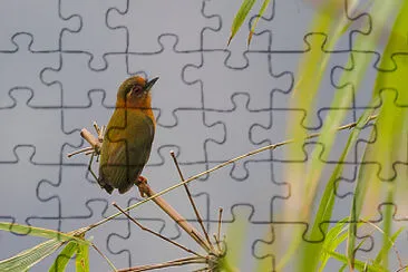 Picchiolo dai sopraccigli jigsaw puzzle