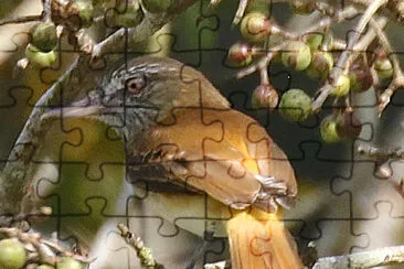 Attila groppaluminosa jigsaw puzzle