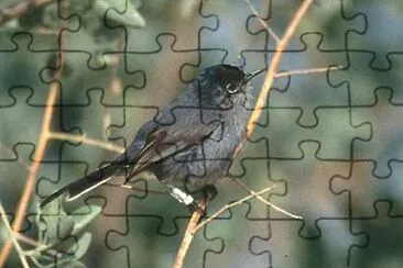 Pigliamoschino jigsaw puzzle