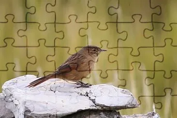 Asthenes wyatti jigsaw puzzle
