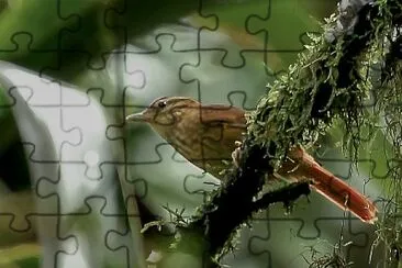 Ticotico cejiblanco jigsaw puzzle