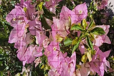 פאזל של Flores
