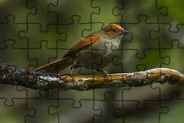 Cranioleuca erythrops jigsaw puzzle