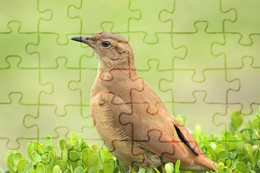Furnarius rufus jigsaw puzzle