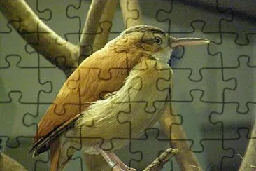 Furnarius cinnamomeus jigsaw puzzle