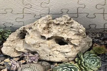 Cactus jigsaw puzzle