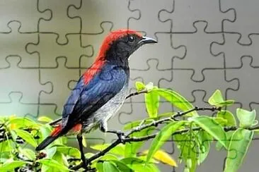 פאזל של natural