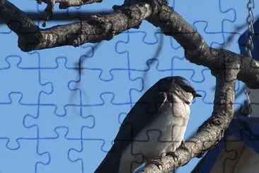 Field swallow