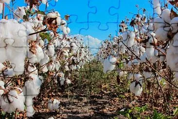 COSECHA DE ALGODON jigsaw puzzle