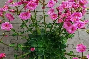 flores jigsaw puzzle