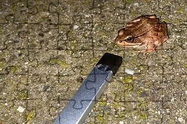 frog