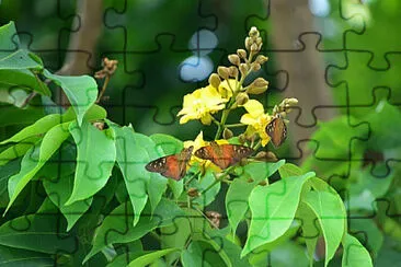Borboletas jigsaw puzzle