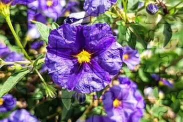Solanum jigsaw puzzle