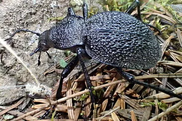Carabus gigas