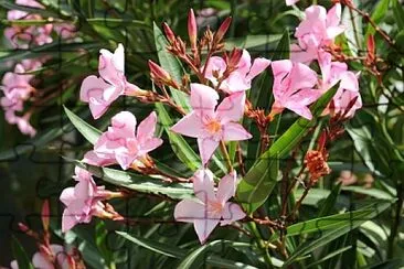 nerium oleander jigsaw puzzle