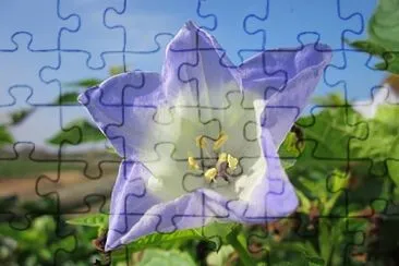 nicandra physalodes jigsaw puzzle