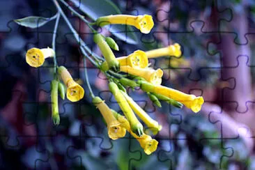 nicotiana glauca jigsaw puzzle
