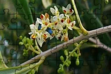 olivo jigsaw puzzle