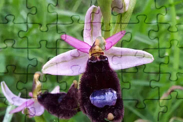 ophrys bertoloni jigsaw puzzle