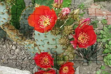 opuntia jigsaw puzzle