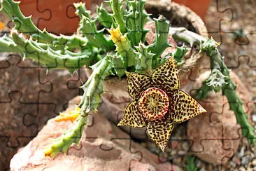 orbea variegata jigsaw puzzle