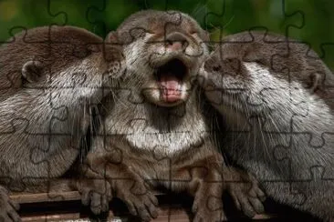 Pictures containing various animals and scenary jigsaw puzzle