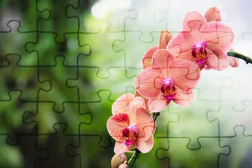 פאזל של flowers