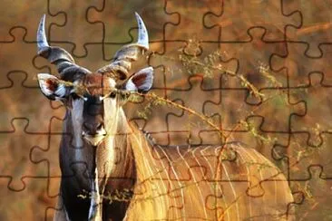 Eland gigante jigsaw puzzle
