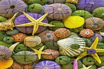 פאזל של Conchas Marinas
