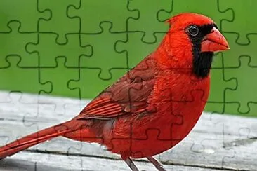 Cardinal jigsaw puzzle