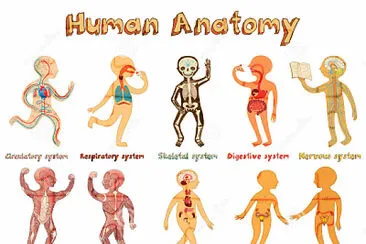פאזל של Ã³rganos cuerpo humano