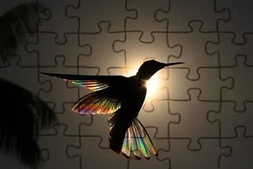 beija-flor jigsaw puzzle