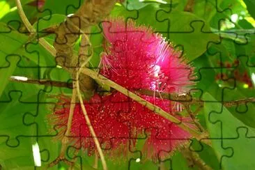 Fleur de soie jigsaw puzzle