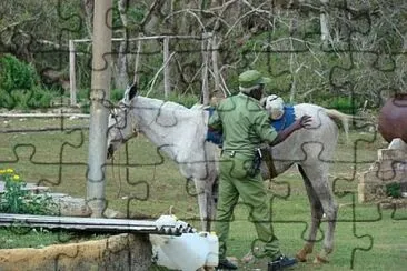 Cuba - Soins au cheval