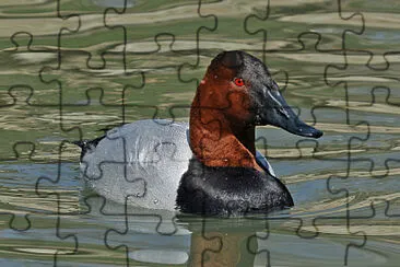 Moriglione dorsotelato jigsaw puzzle