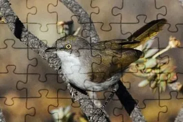 Eremomela gregaris jigsaw puzzle
