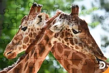 natural jigsaw puzzle