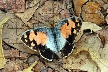 פאזל של Colotis phisadia