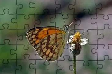 פאזל של Colotis vespa princeps