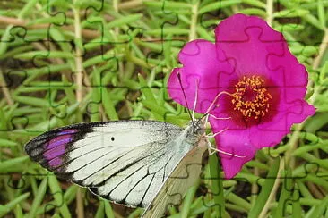 Colotis ione jigsaw puzzle