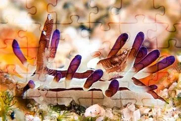 Okenia kendi jigsaw puzzle