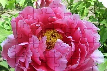 flores jigsaw puzzle