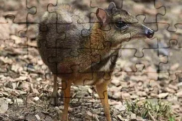 Kancil malese