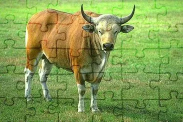 פאזל של Banteng