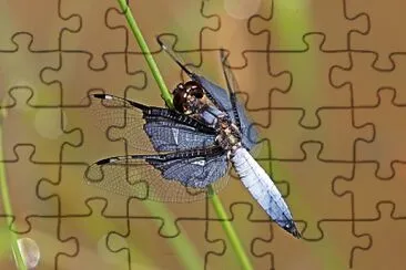 Palpopleura vestita jigsaw puzzle