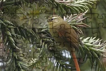 Codaspinosa oliva