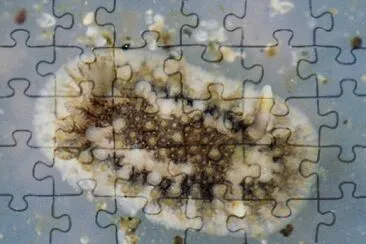 Onchidoris bilamellata jigsaw puzzle