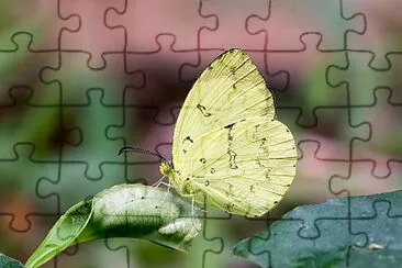 Eurema ada