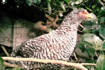 Gallina!!!! jigsaw puzzle
